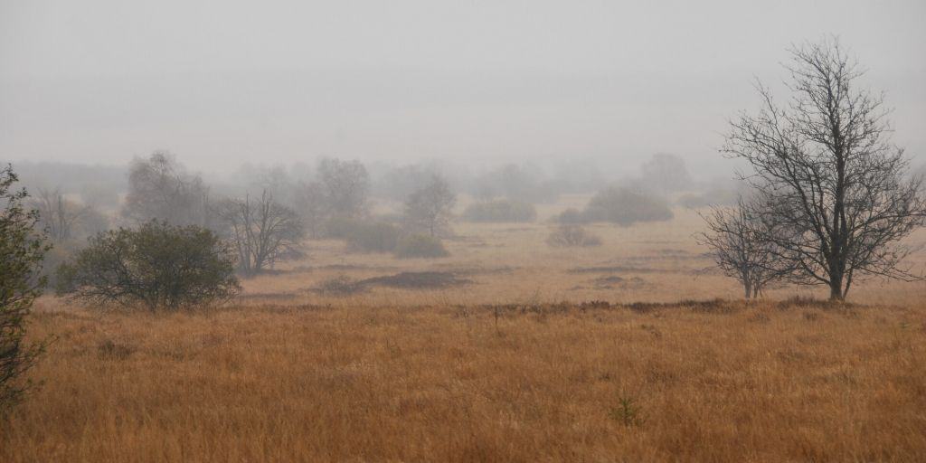 Fens