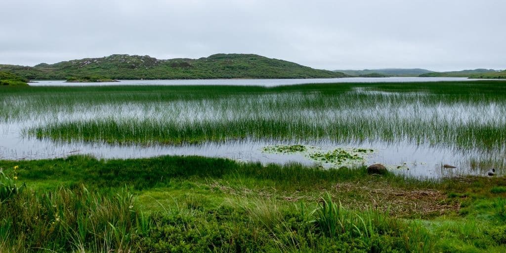 marshes
