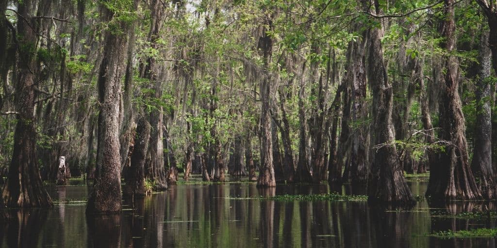 swamps