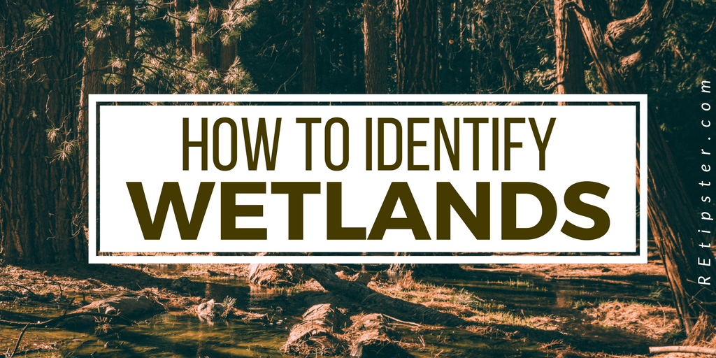 how to identify wetlands